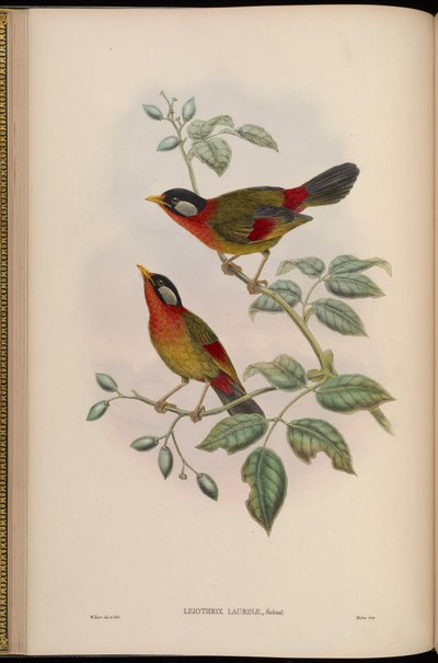 Leiothrix laurinae = Leiothrix argentauris laurinae de John Gould